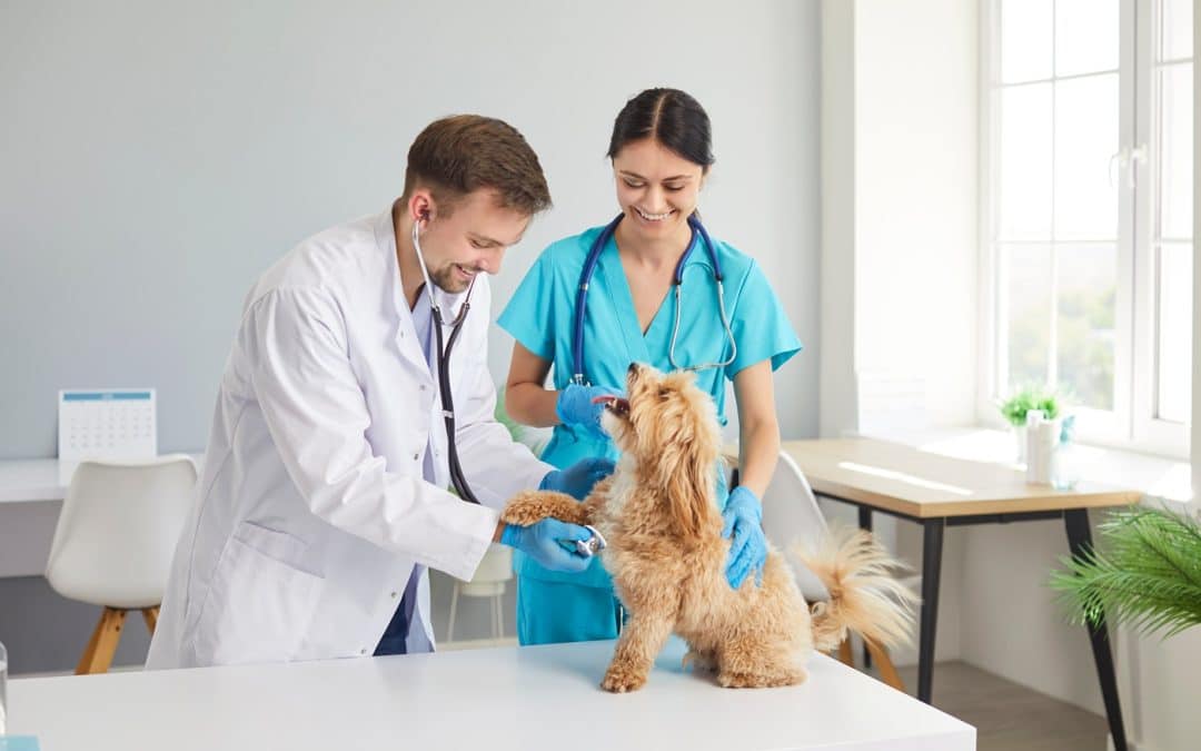 Veterinarian
